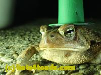 /home//u458753944/public_html/sourcegallery//Roxborough Toad Detour/2013-2019/2017/P3250658.JPG